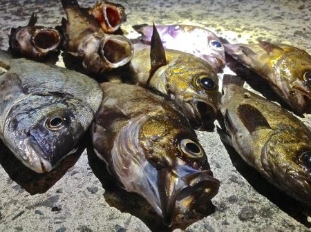 おきそが戻ってきた！